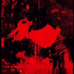 Meet your Posher, Darius